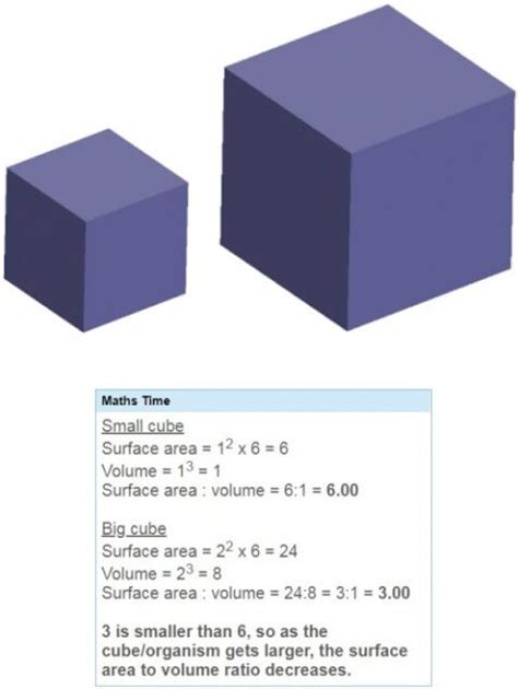 Does smaller mean more surface area?