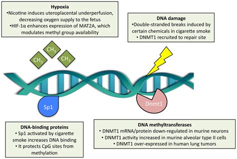 Does smoking alter DNA?