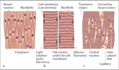 Does smooth muscle have striations?