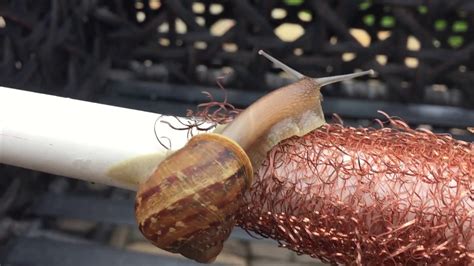 Does soap deter snails?