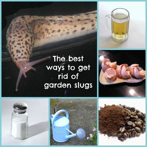 Does soapy water get rid of slugs?