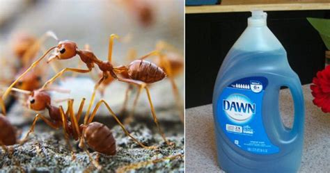 Does soapy water kill ants on plants?