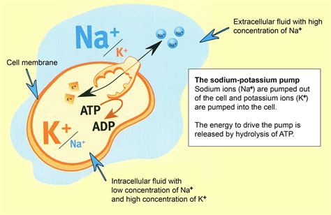 Does sodium bicarbonate inactivate adrenaline?