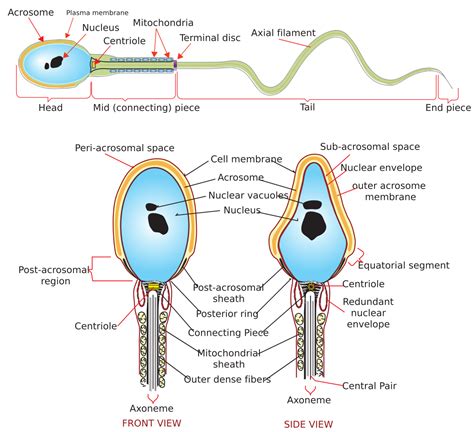 Does sperm have DNA?