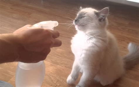 Does spraying cats with water make them aggressive?