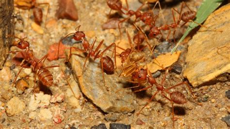 Does squashing ants attract more?