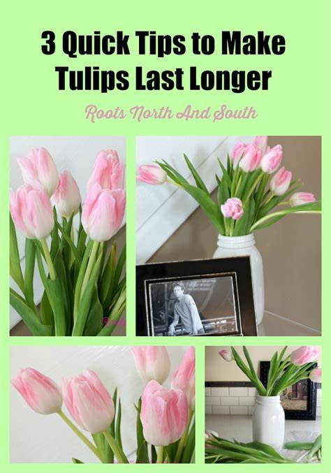 Does sugar help tulips last longer?