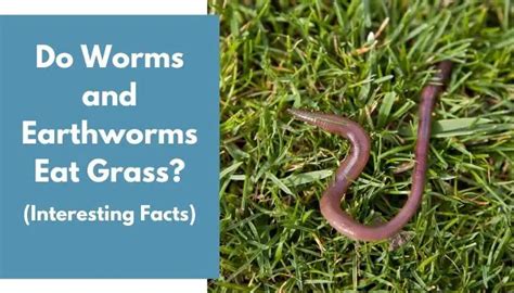 Does sugar kill earthworms?
