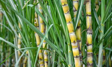 Does sugarcane grow faster than bamboo?