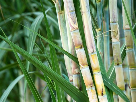 Does sugarcane grow slow?