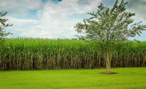 Does sugarcane need a lot of water?