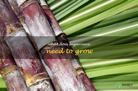 Does sugarcane need humidity?