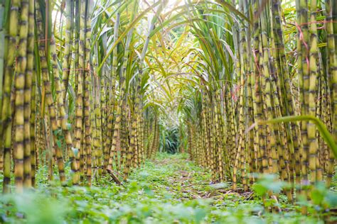 Does sugarcane need sunlight?