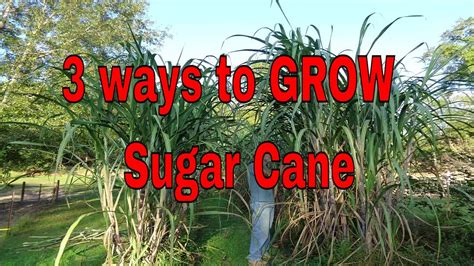 Does sugarcane need water to grow?