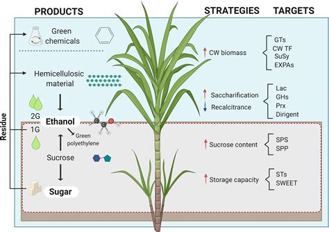 Does sugarcane produce CO2?
