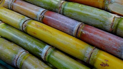 Does sugarcane turn into rum?
