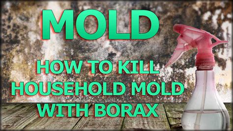 Does summer kill mold?