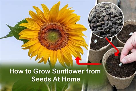 Does sunflower seeds help in hair growth?