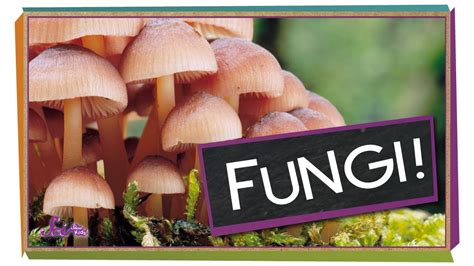 Does sunlight grow fungus?