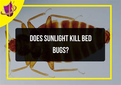Does sunlight kill parasites?