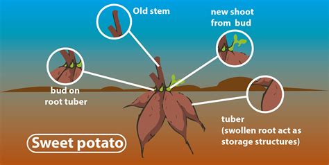 Does sweet potato reproduce by root?