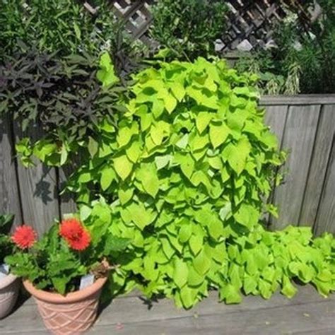 Does sweet potato vine come back every year?