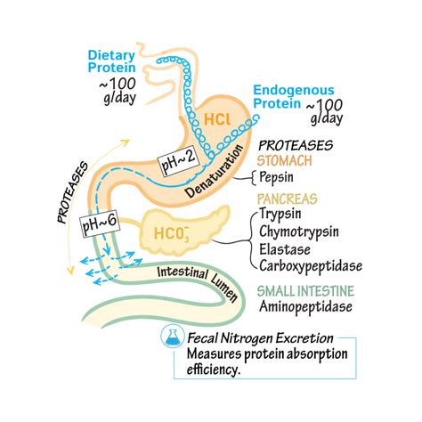 Does tea affect protein absorption?