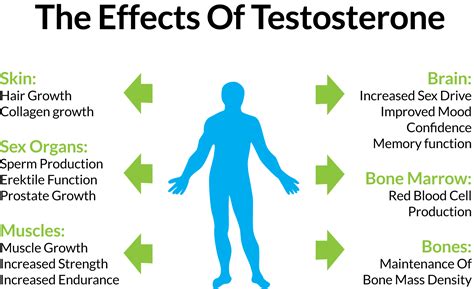 Does testosterone affect pheromones?