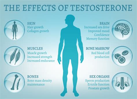 Does testosterone increase endorphins?