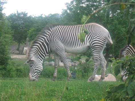 Does the Toronto Zoo have zebras?