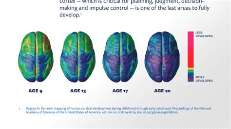 Does the brain finish maturing at 25?