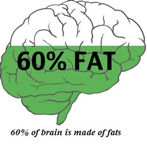 Does the brain need fat?