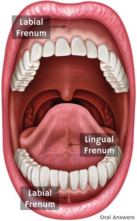 Does the frenulum have a purpose?