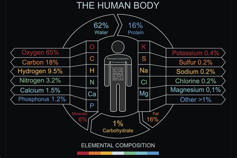 Does the human body need aluminium?