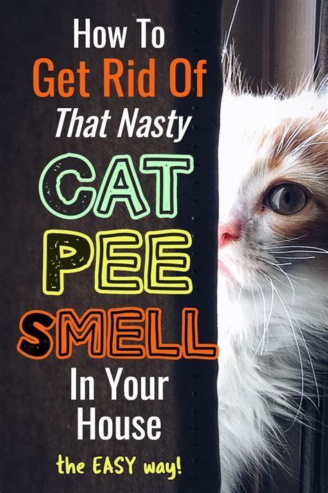 Does the smell of cat pee ever go away?