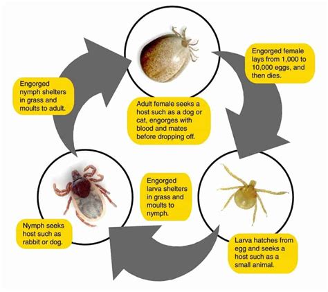 Does tick speed affect day cycle?