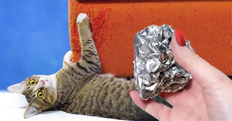 Does tin foil stop cats from scratching?