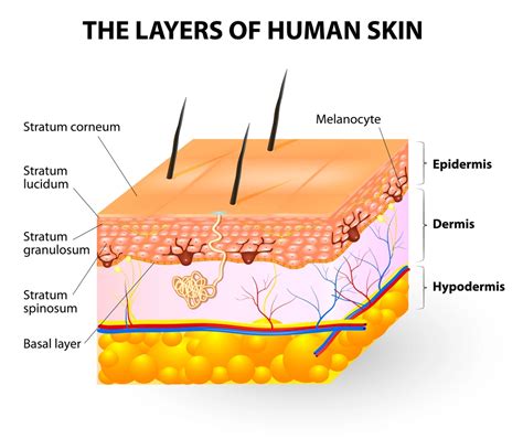 Does toluene absorb through skin?