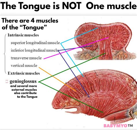 Does tongue have muscles?