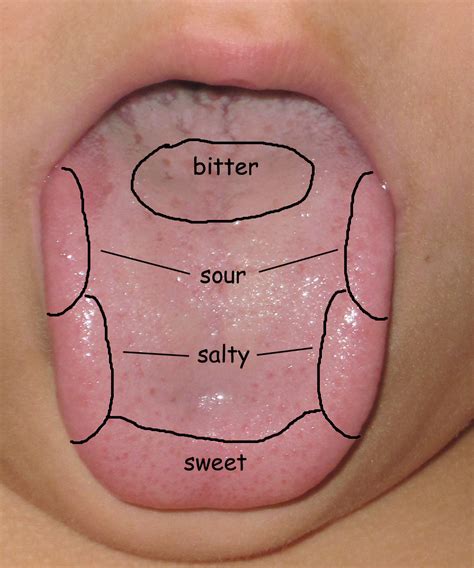 Does tongue size affect taste?