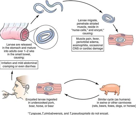 Does trichinosis cause permanent damage?