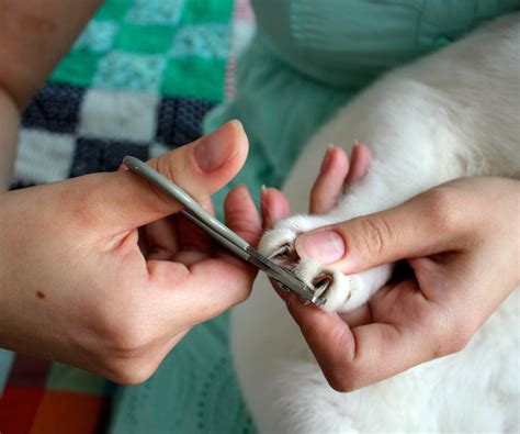 Does trimming cat's nails help with scratching?