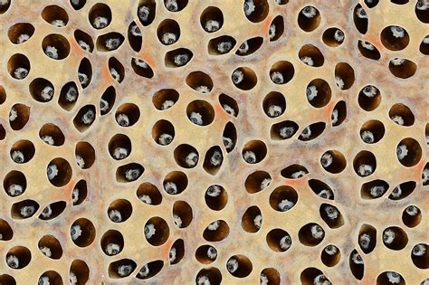 Does trypophobia make you itch?