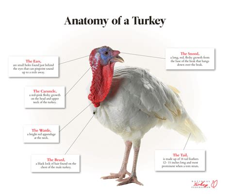 Does turkey build muscle?