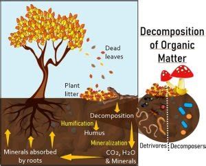Does used oil decompose?