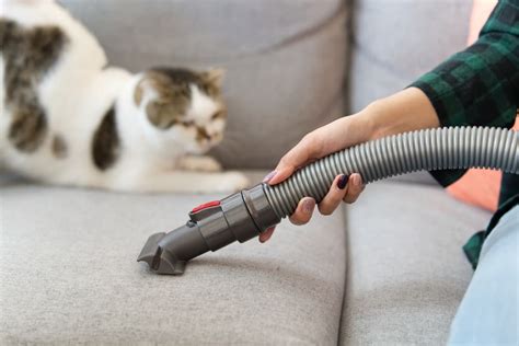 Does vacuuming pick up flea eggs?