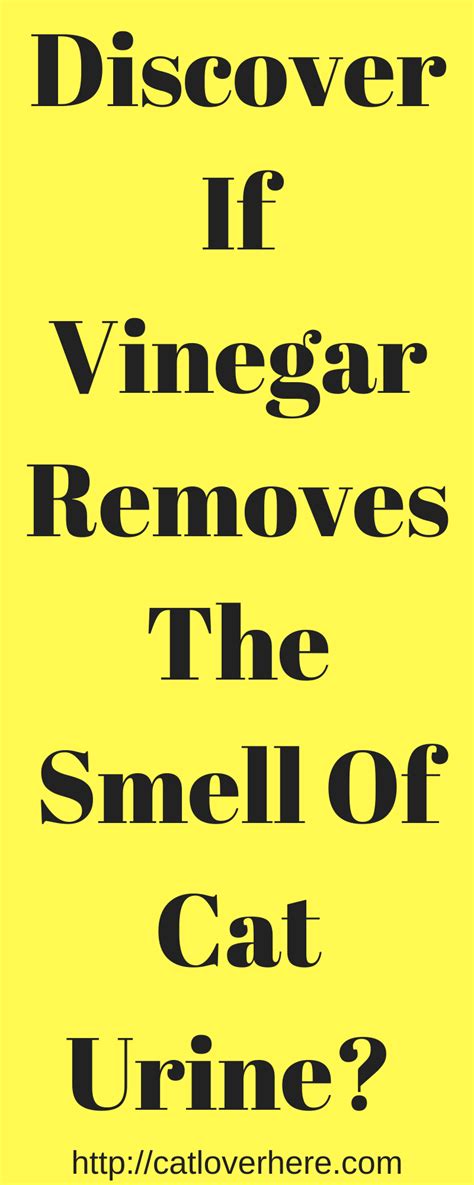 Does vinegar attract cats to pee?