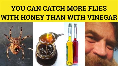 Does vinegar attract more flies than honey?