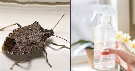 Does vinegar attract stink bugs?