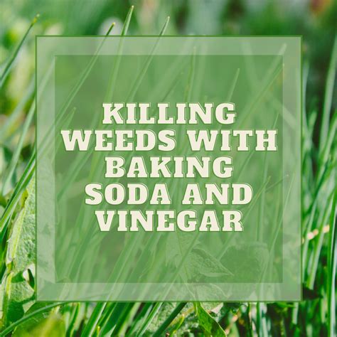 Does vinegar destroy allicin?